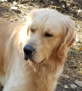 Golden Retriever Stud Listing Image