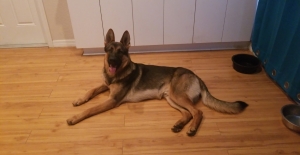 Stud Dog Listing Image