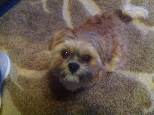 9 mo male shin tzu Listing Image