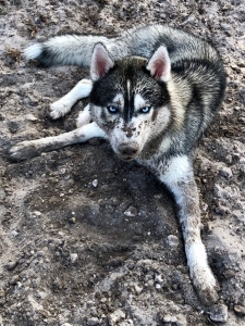 Purebred Husky Listing Image