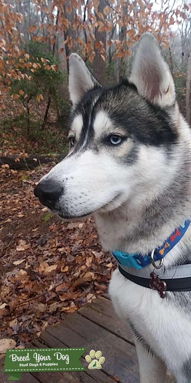 Purebred Husky Stud Dog in Davie Florida, the United States Breed