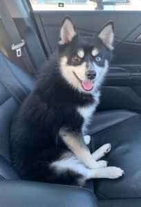 male pomsky