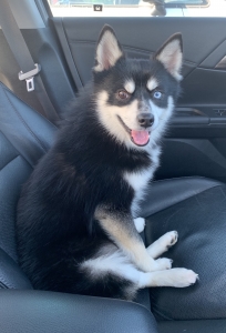 Pomsky male looking for bitch Listing Image