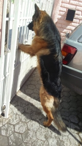 German Shepard  Listing Image