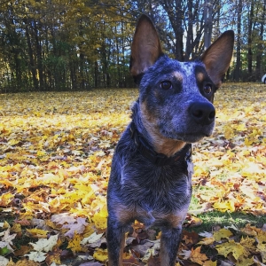 Strong Blue Heeler for Stud Listing Image