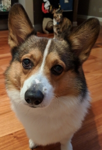 Purebred Pembroke Welsh Corgi Stud Listing Image