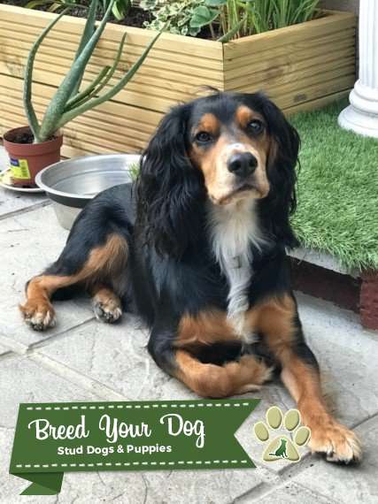 Beautiful tri colour dog - Stud Dog Hampshire - Breed Your Dog