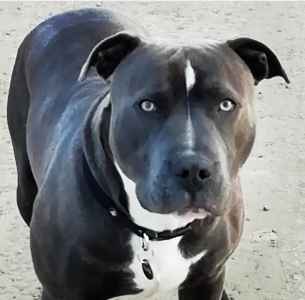 blue staffy stud dogs near me