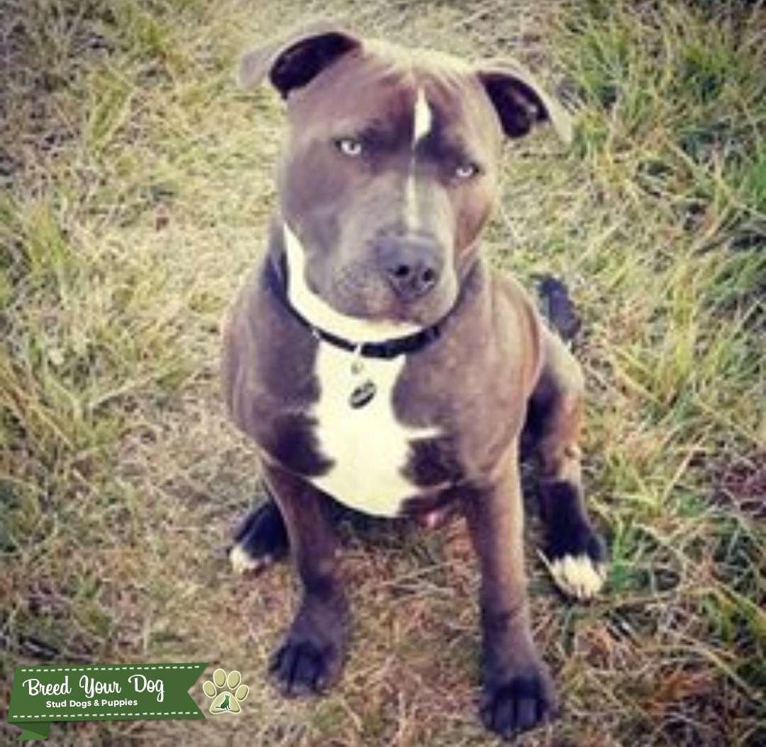 Big Blue Staffordshire Bull Terrier for