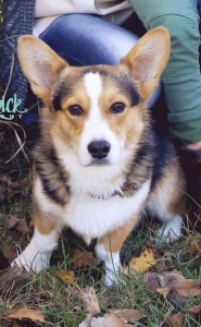 Pembroke Welsh Corgi Stud Listing Image