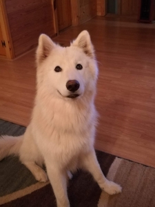 Stud wolf hybrid Listing Image
