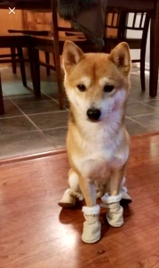 Shiba Inu  Listing Image