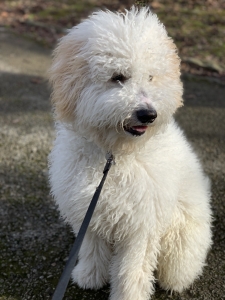 Stud medium goldensoodle  Listing Image