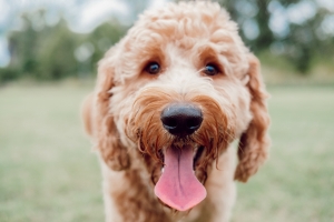 Goldendoodle Listing Image