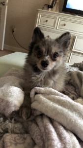 Blue Merle Pomeranian looking for a Bitch Listing Image