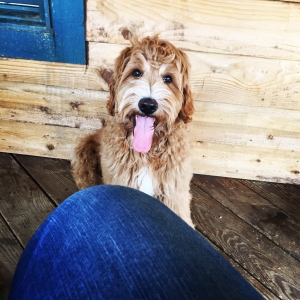 F2B Goldendoodle ready to make babies for the free! Listing Image