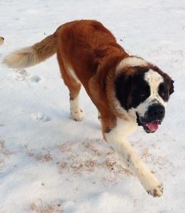 Saint Bernard Listing Image