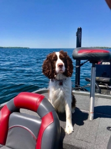Male English springer spaniel Listing Image