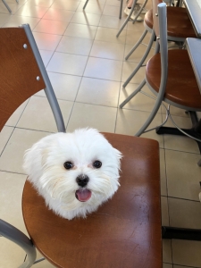 7 month old Maltese Service Dog for Stud Listing Image