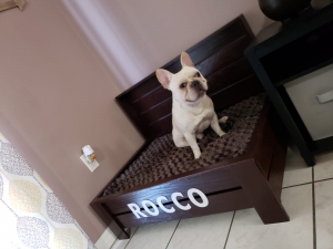 Cream Frenchie Stud Listing Image