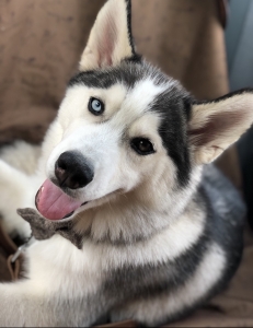 Bichromial Siberian Husky Listing Image