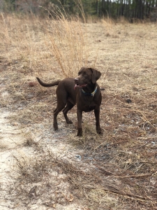 Stud ready for breeding  Listing Image