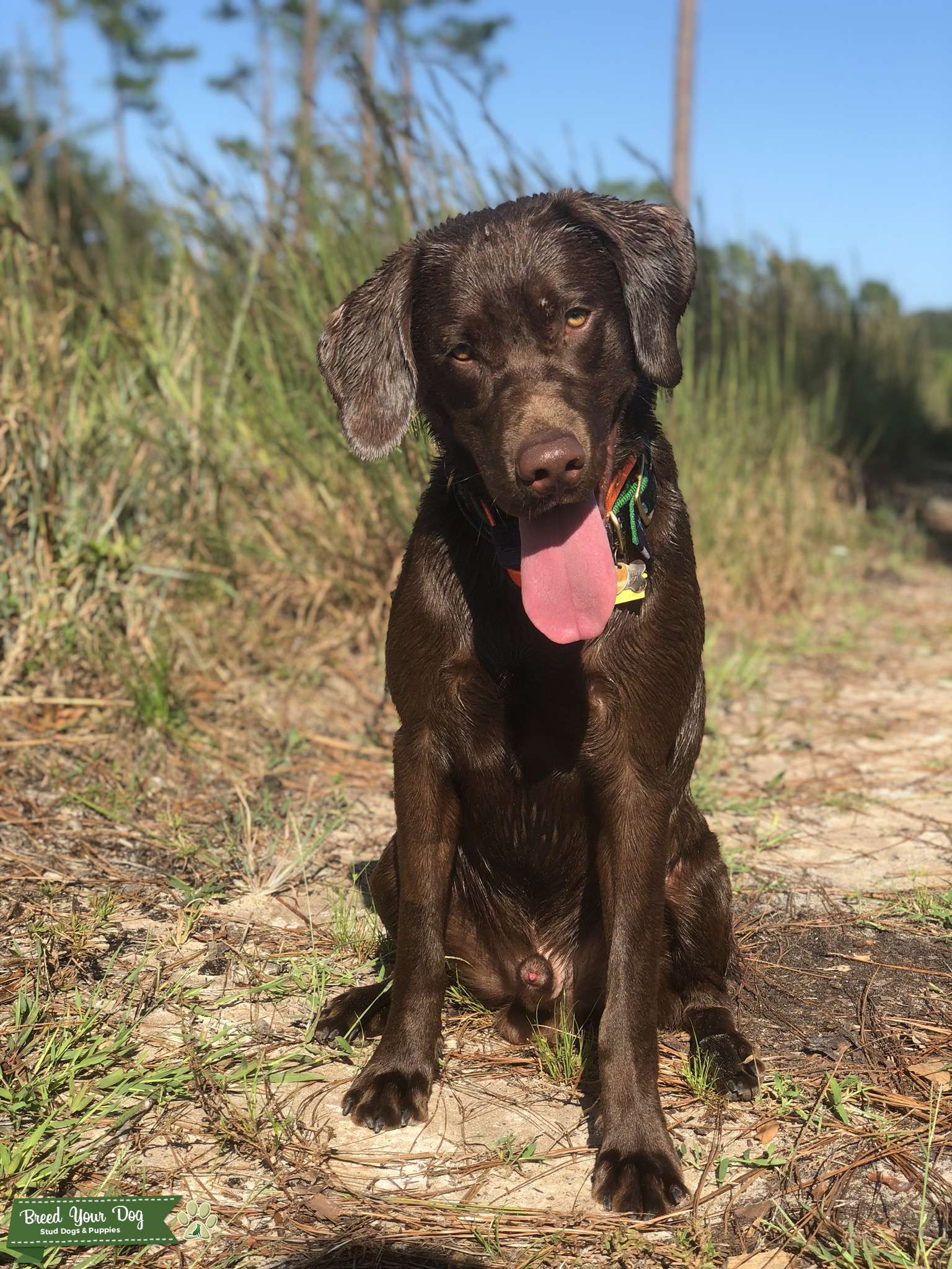 Stud ready for breeding Stud Dog in Wilmington , United States