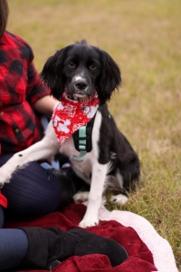 AKC Female English Springer Spaniel looking to breed after she is a year old Listing Image