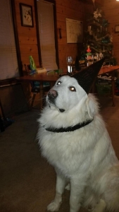 White Great Pyrenees Listing Image