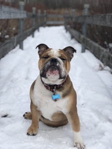 Purebread English Bulldog Male Stud Listing Image