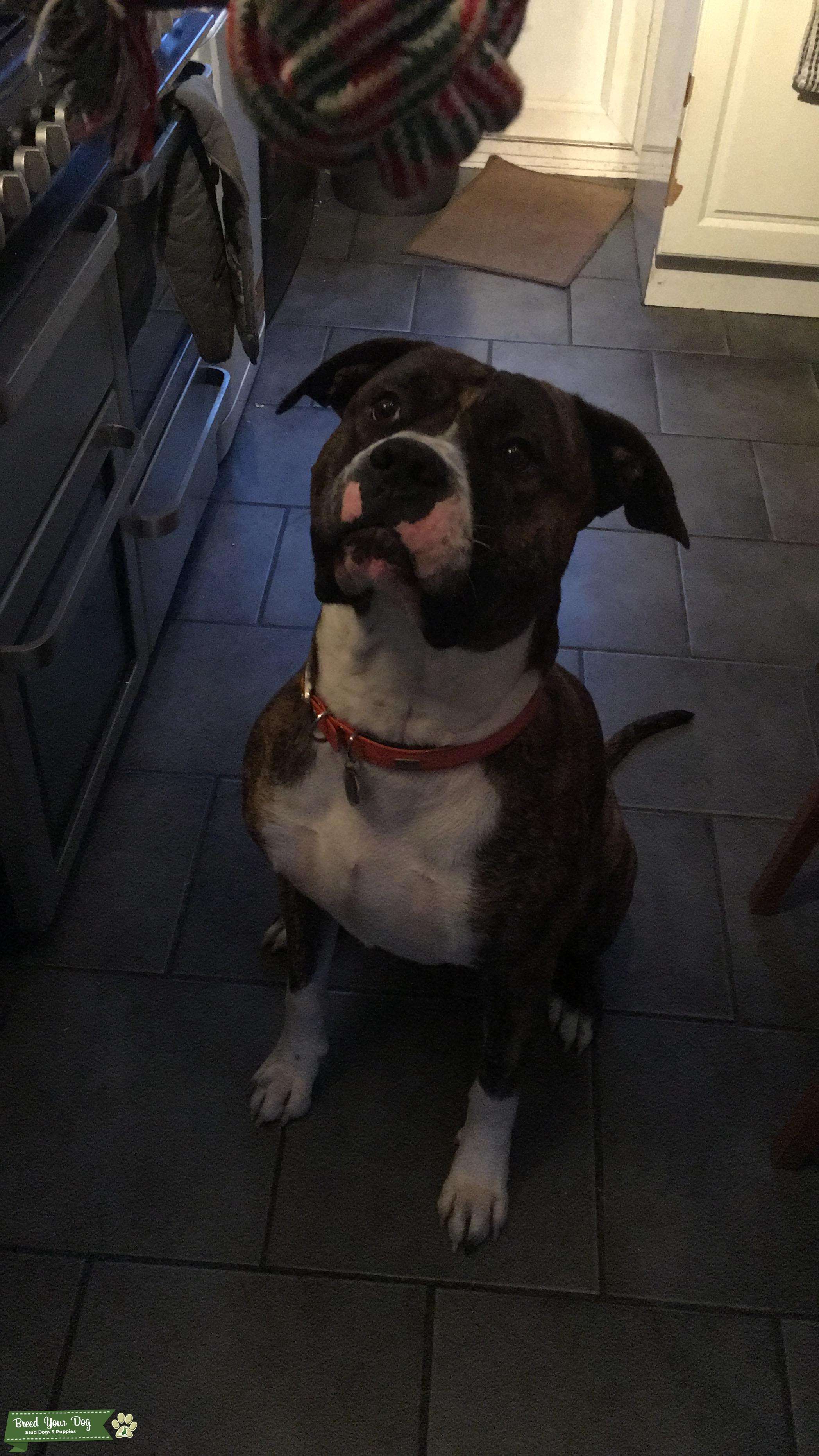 Cane Corso X Old tyme bulldog Stud Dog in Hertfordshire , the United