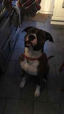 Stud Dog Cane Corso X Old Tyme Bulldog Breed Your Dog