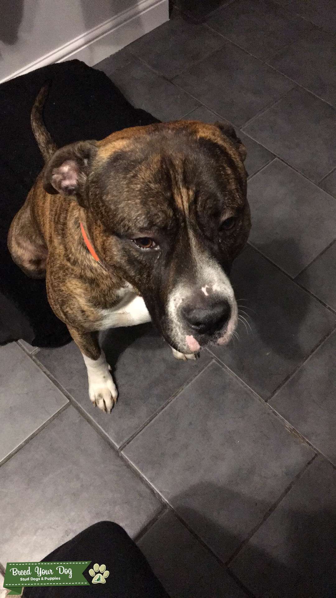 Cane Corso X Old tyme bulldog Stud Dog in Hertfordshire , the United