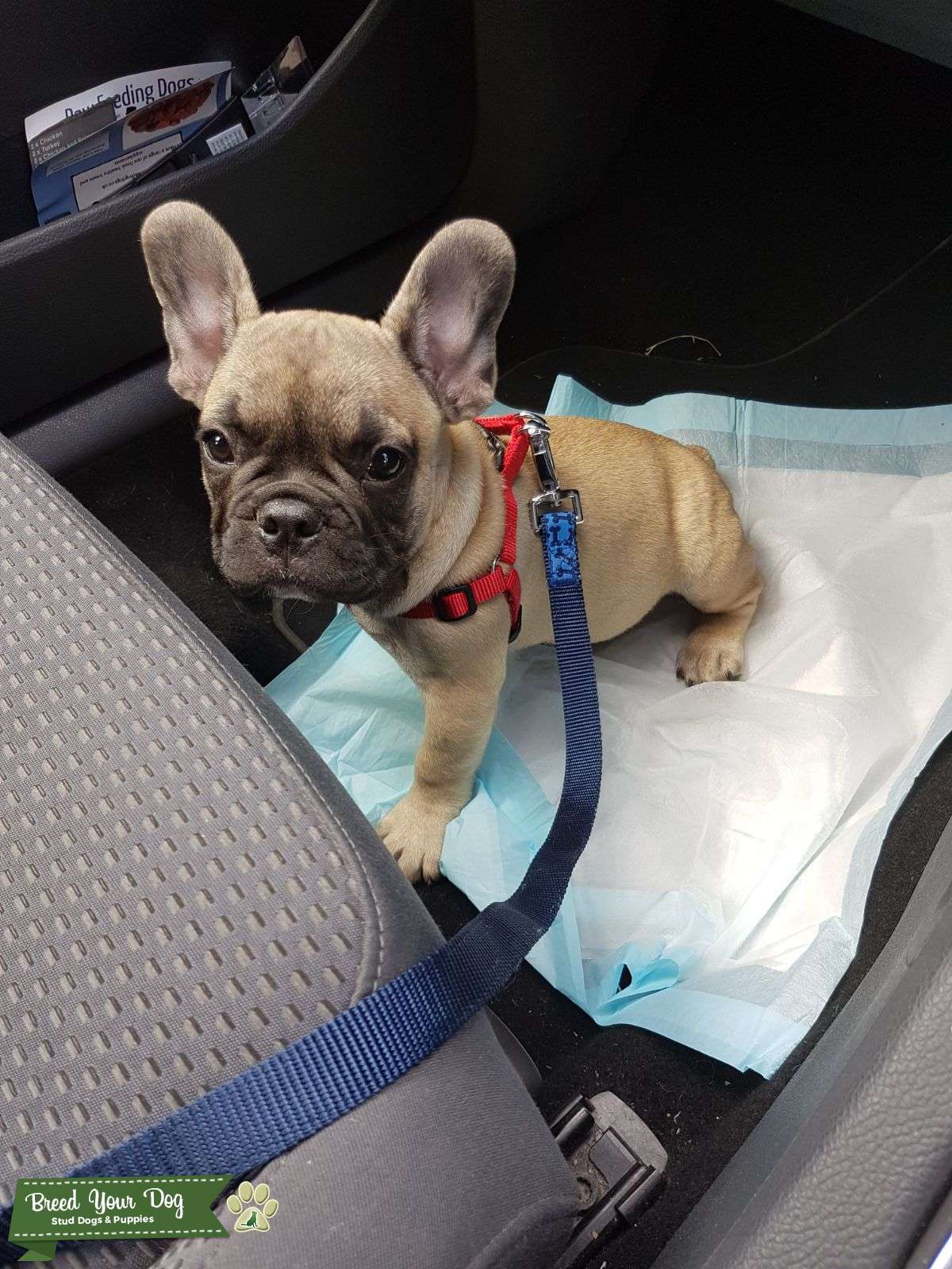 Fawn Black Mask Healthy French Bulldog Stud Dog in Hampshire, United States Breed Your Dog