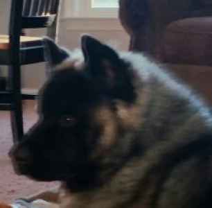 Stud Dog Rare Long Haired Akita Breed Your Dog