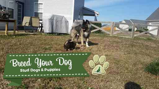 Stud Dog Rare Long Haired Akita Breed Your Dog
