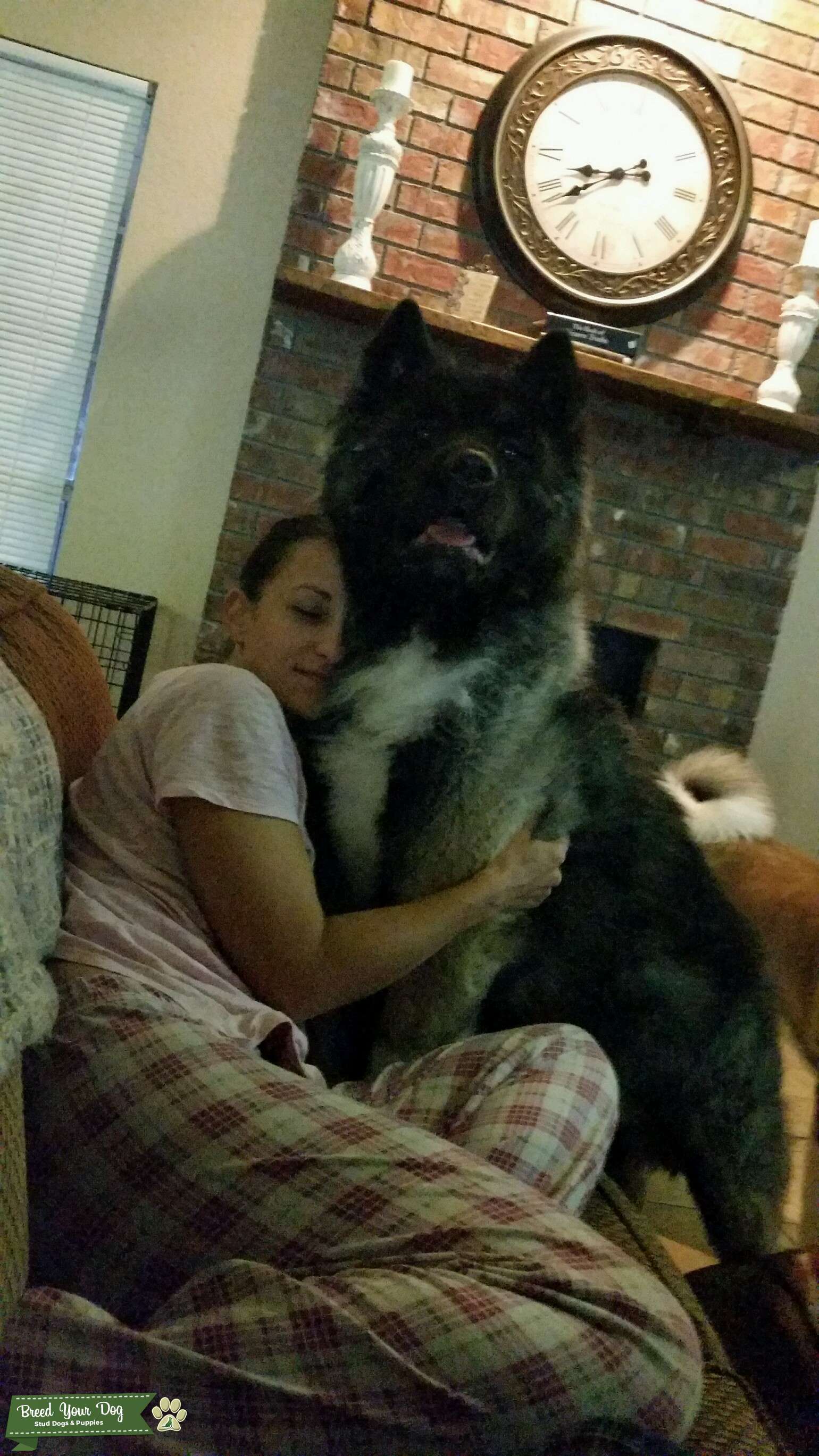 Stud Dog Rare Long Haired Akita Breed Your Dog