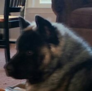 haired akita rare close