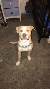 Amstaff Stud Listing Image