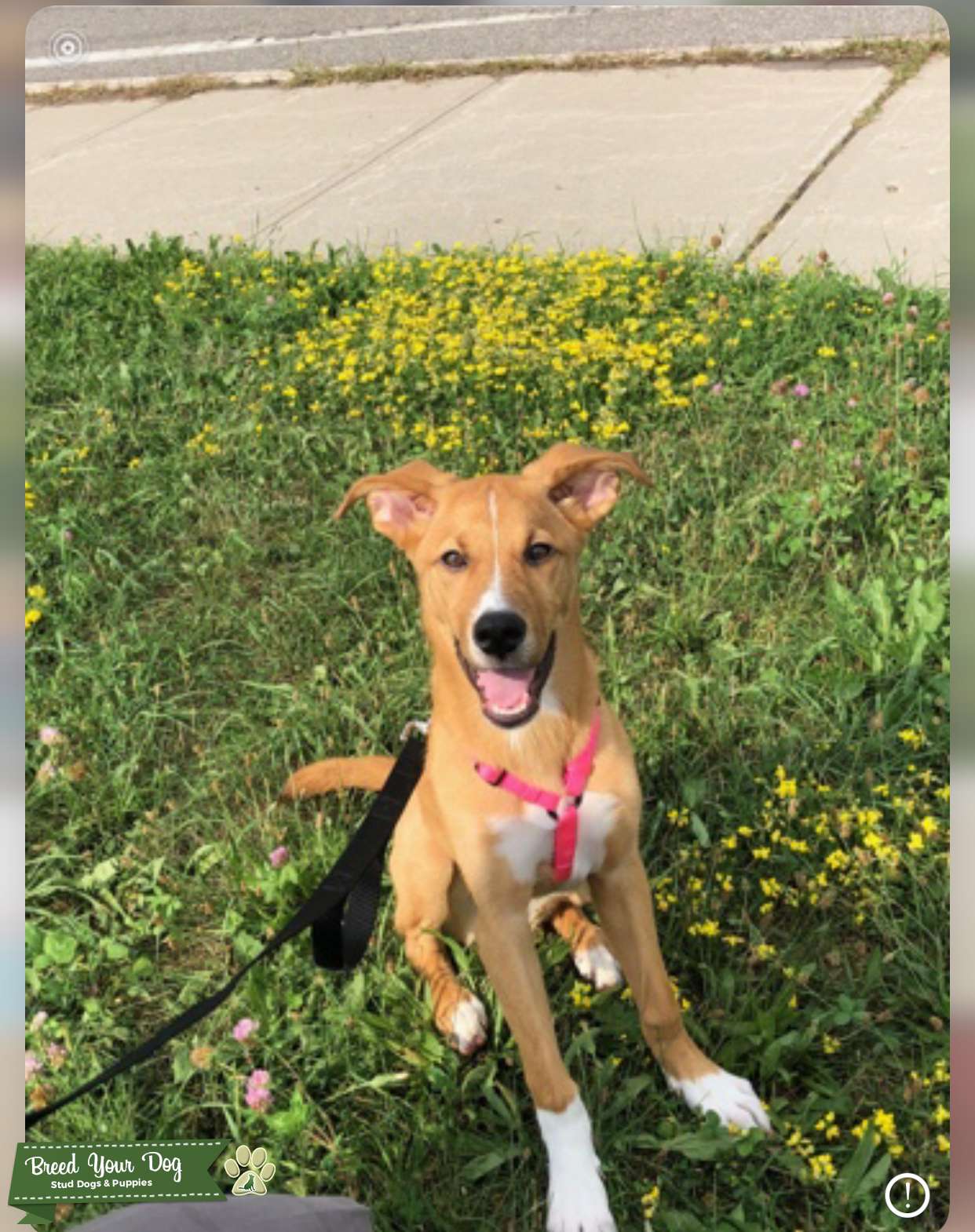Husky Lab Stud Dog in Ontario, the United States Breed Your Dog