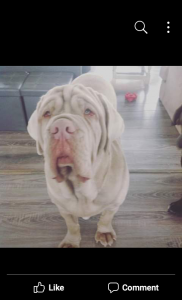 Tawny Neapolitan Mastiff Stud Listing Image