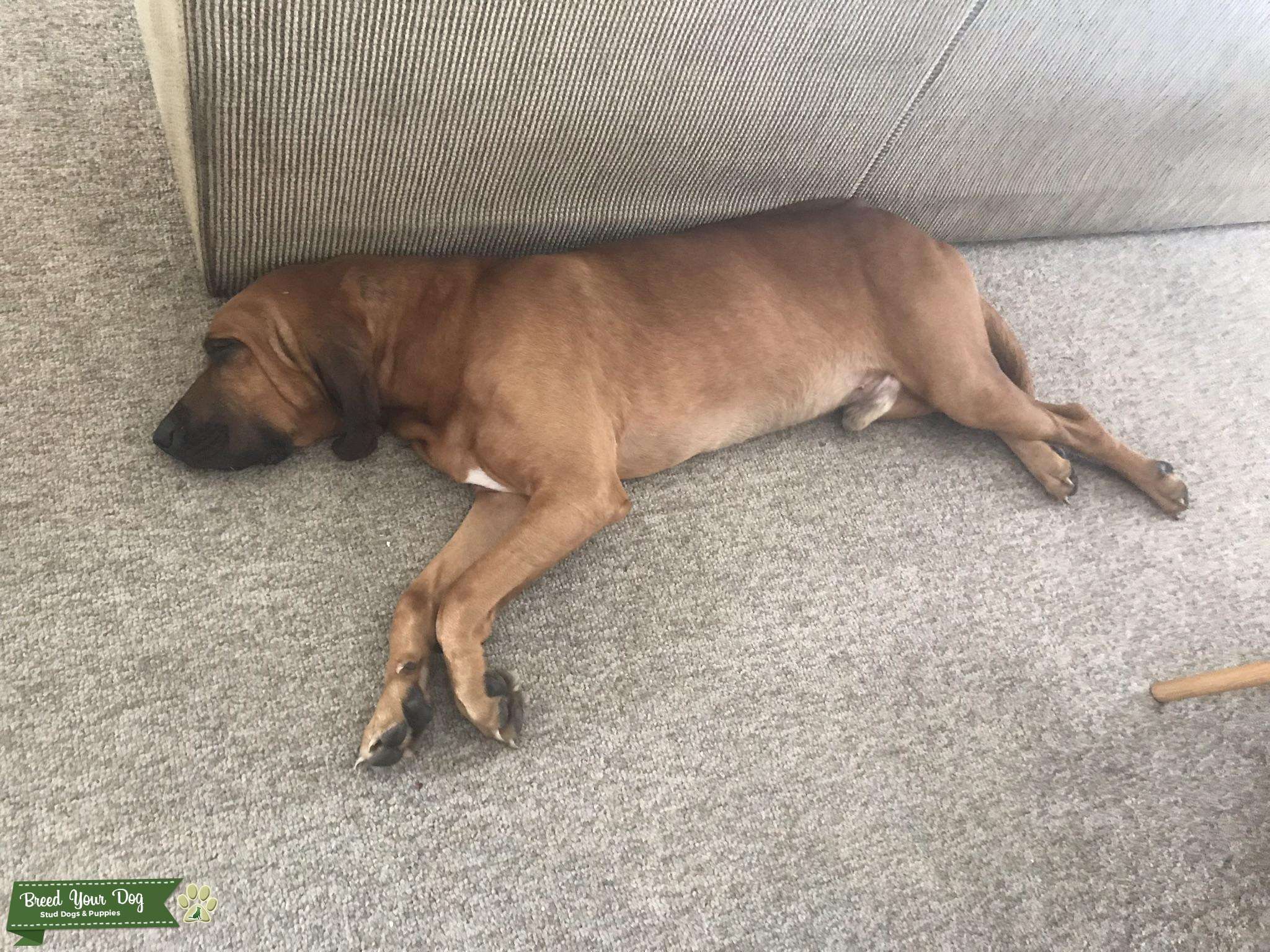 For hire Stud Dog in Coast, the United States Breed Your Dog