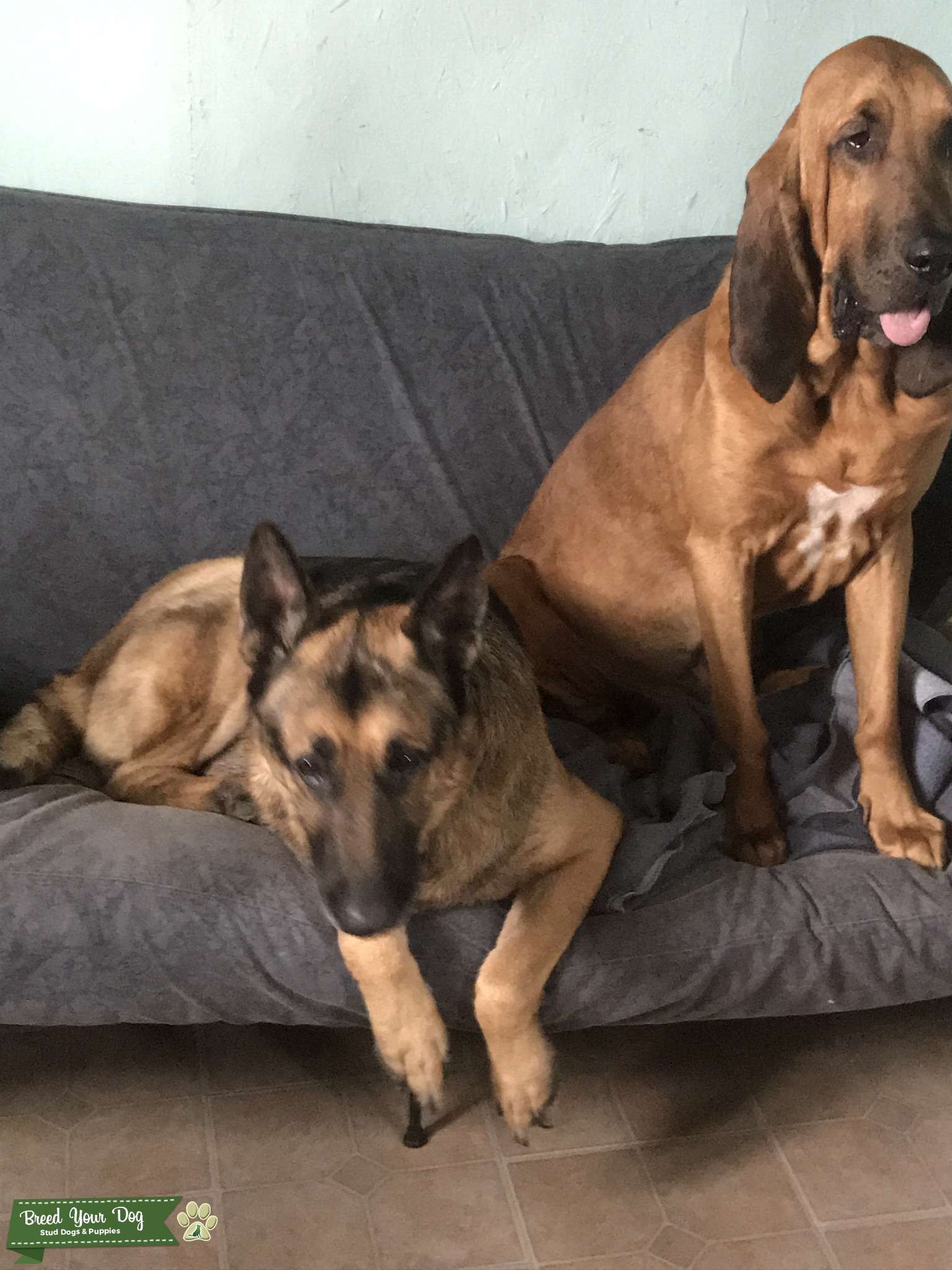 For hire Stud Dog in Coast, the United States Breed Your Dog