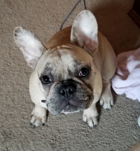  Fawn Frenchie  Listing Image
