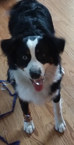 Australian Shepherd - Chicagoland area Listing Image