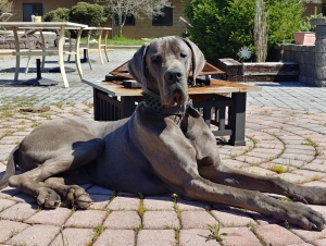 Great Dane Stud Listing Image