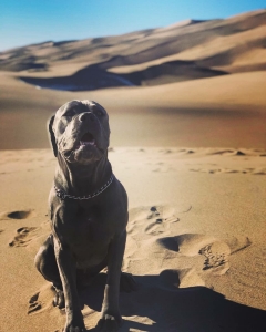 Pure Blue Cane Corso Stud Listing Image