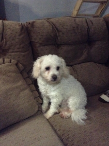 Beautiful Bichon Frise Male  Listing Image