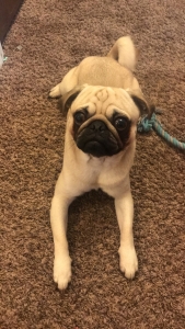 Male pug stud Listing Image