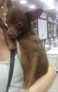 Chocolate Chihuahua  Listing Image